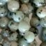 Natural Kiwi Jasper Gemstones
