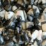 Zebra Chip Stones