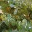 Peridot Chip Stones Strand