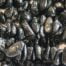 Tourmaline Chip Stones Strand