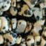 Natural Dalmation Gemstone Chips